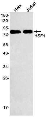 HSF1 Antibody