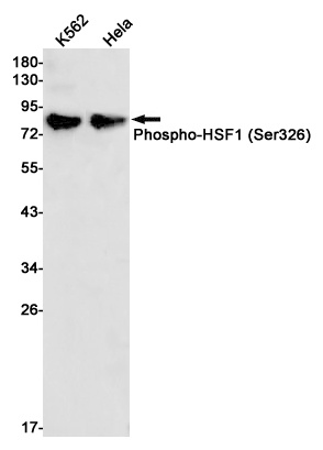 HSF1 Antibody
