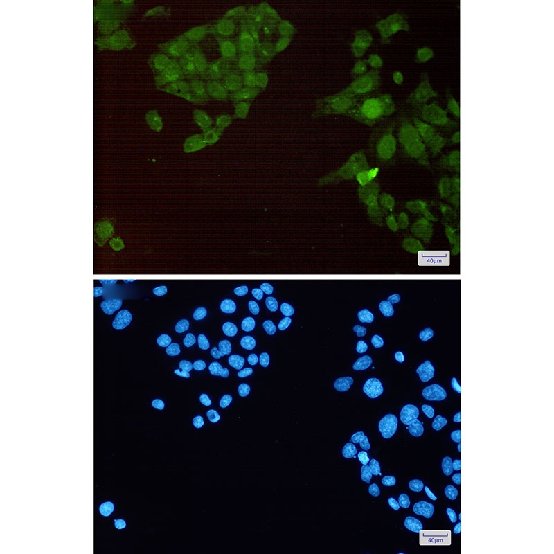 HSF1 Antibody