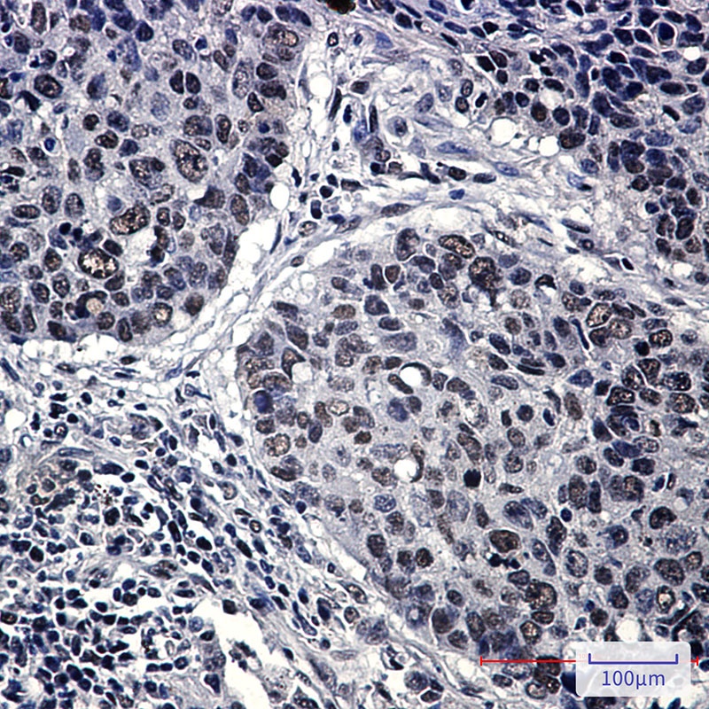 HP1 gamma Rabbit Monoclonal Antibody