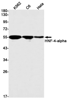 Hnf4A Antibody
