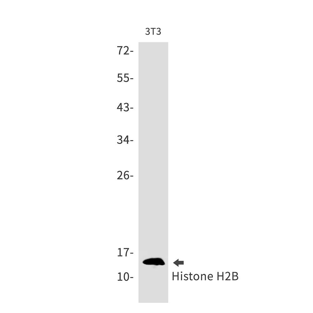 H2BC12 Antibody