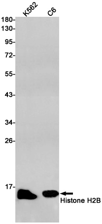 H2BC12 Antibody
