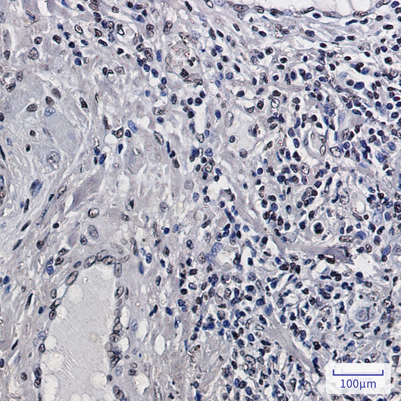 H2BC12 Antibody