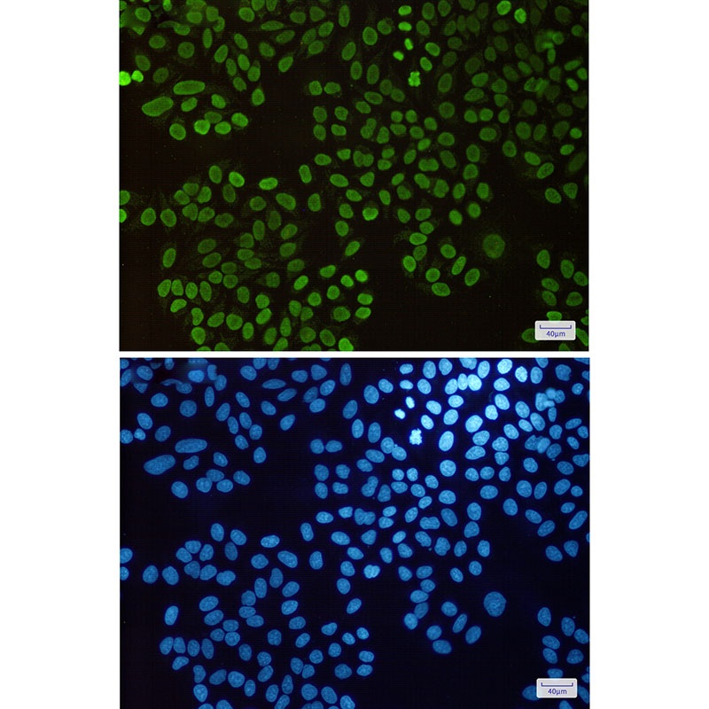 H1-3 Antibody