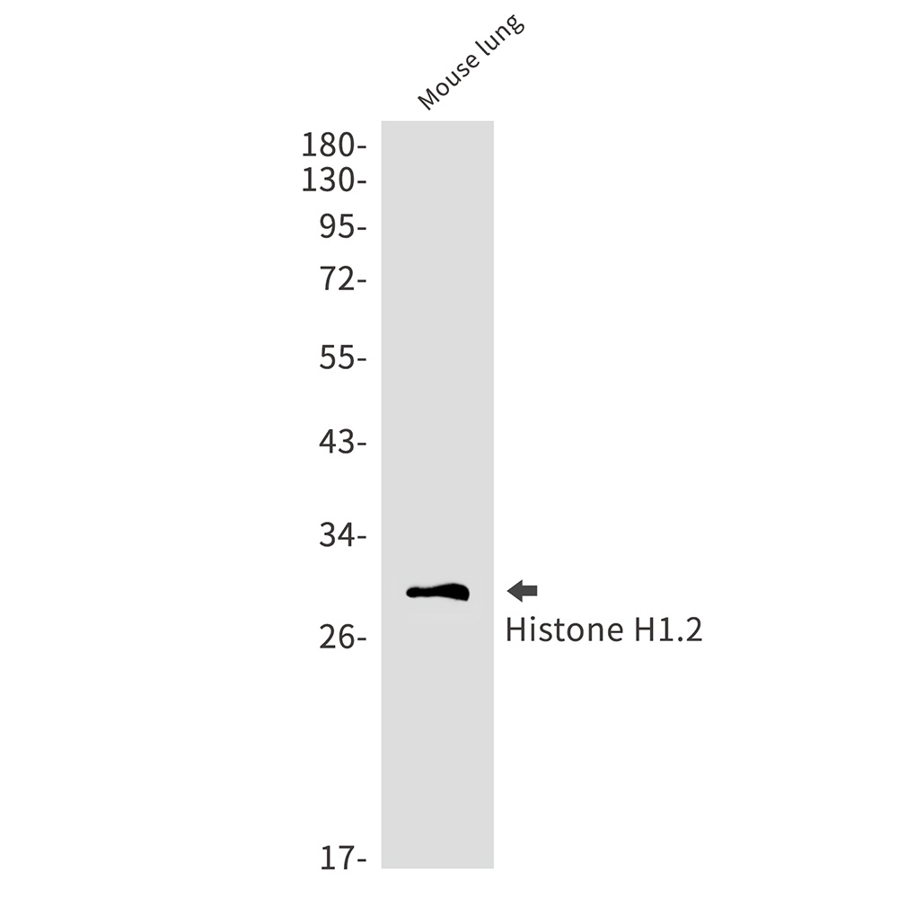 Histone H1.2 Rabbit Monoclonal Antibody
