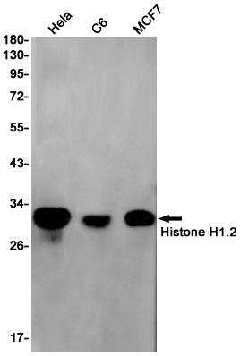 Histone H1.2 Rabbit Monoclonal Antibody