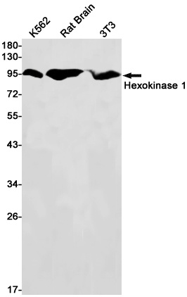 HK1 Antibody