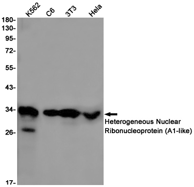 HNRNPA1L2 Antibody