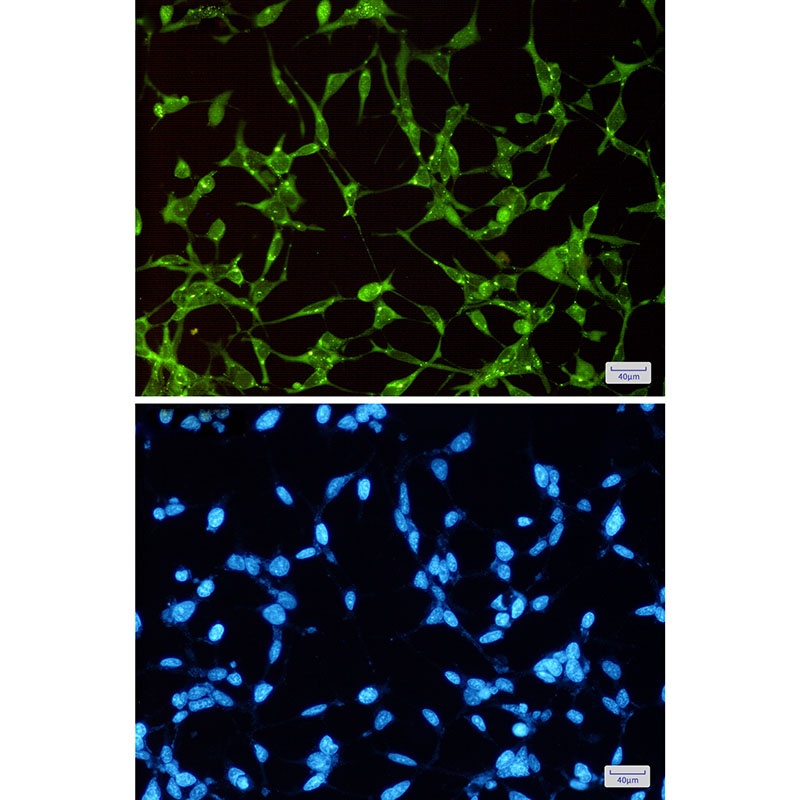 GSK3A Antibody
