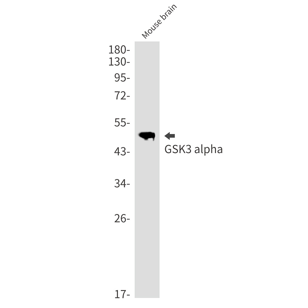GSK3A Antibody