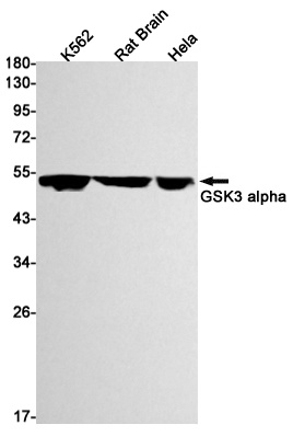 GSK3A Antibody