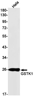 GSTK1 Antibody