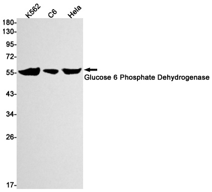 G6PD Antibody