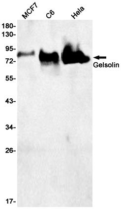 Gelsolin Rabbit Monoclonal Antibody