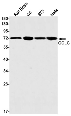 GCLC Antibody