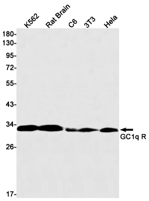 C1QBP Antibody