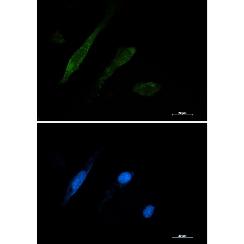 LGALS3 Antibody