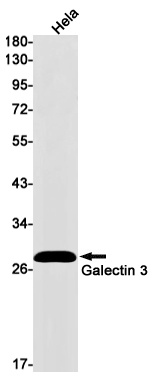 LGALS3 Antibody