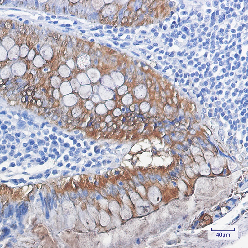 LGALS3 Antibody