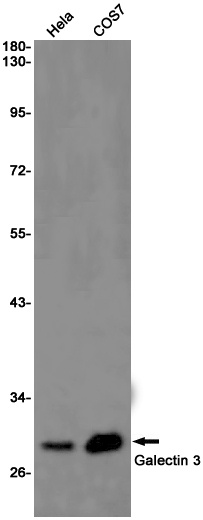 Galectin 3 Rabbit Monoclonal Antibody