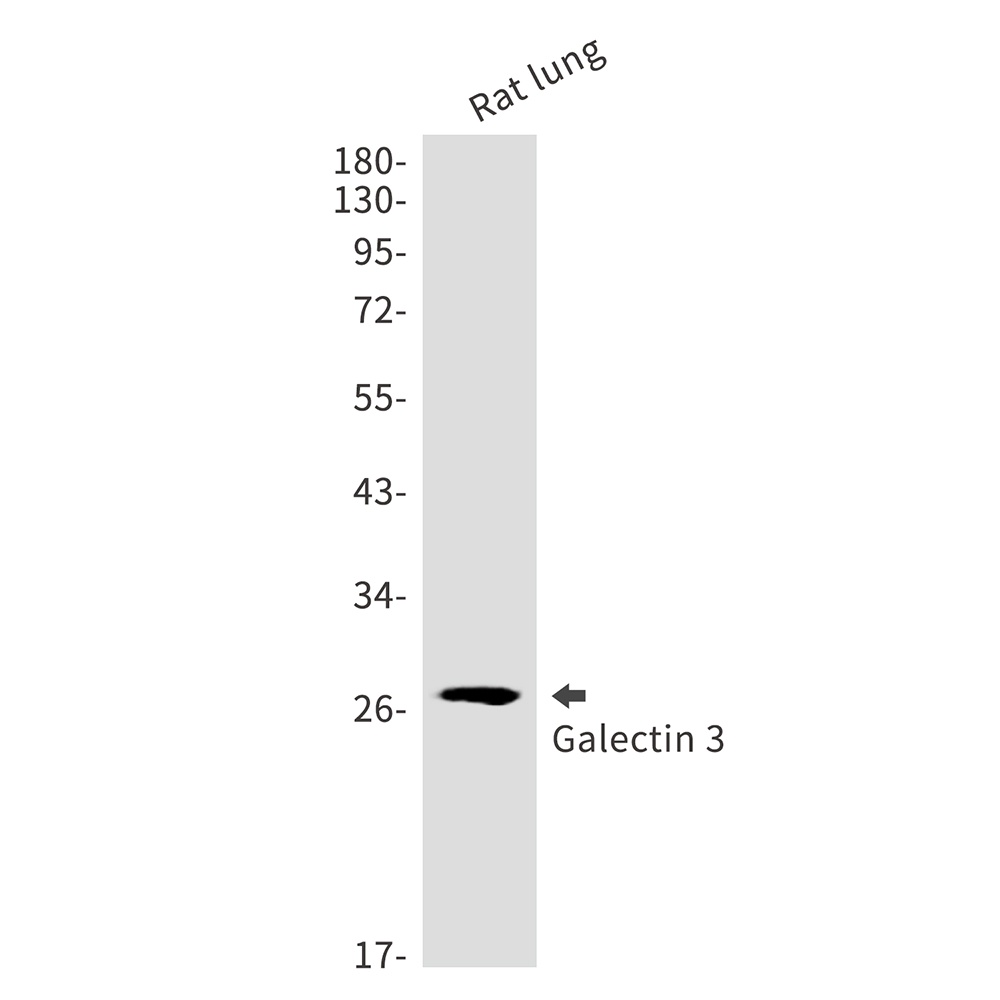 Galectin 3 Rabbit Monoclonal Antibody