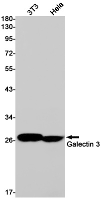 Galectin 3 Rabbit Monoclonal Antibody