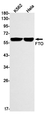 FTO Antibody