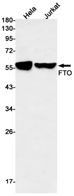 FTO Antibody