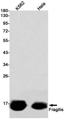 IFITM3 Antibody
