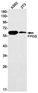 FPGS Rabbit Monoclonal Antibody