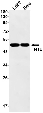 FNTB Antibody