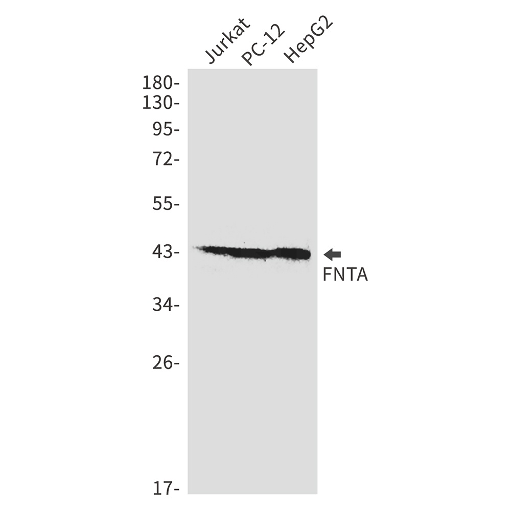 FNTA Antibody