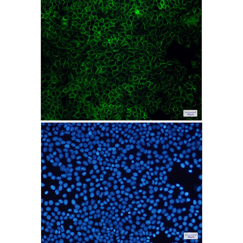 FLOT1 Antibody