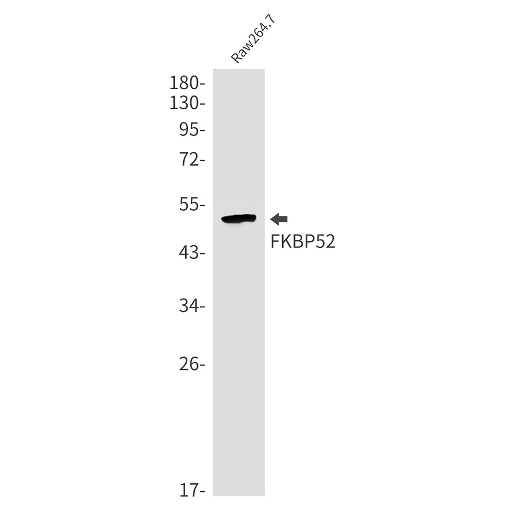 FKBP4 Antibody