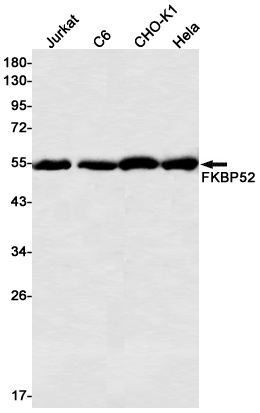 FKBP4 Antibody