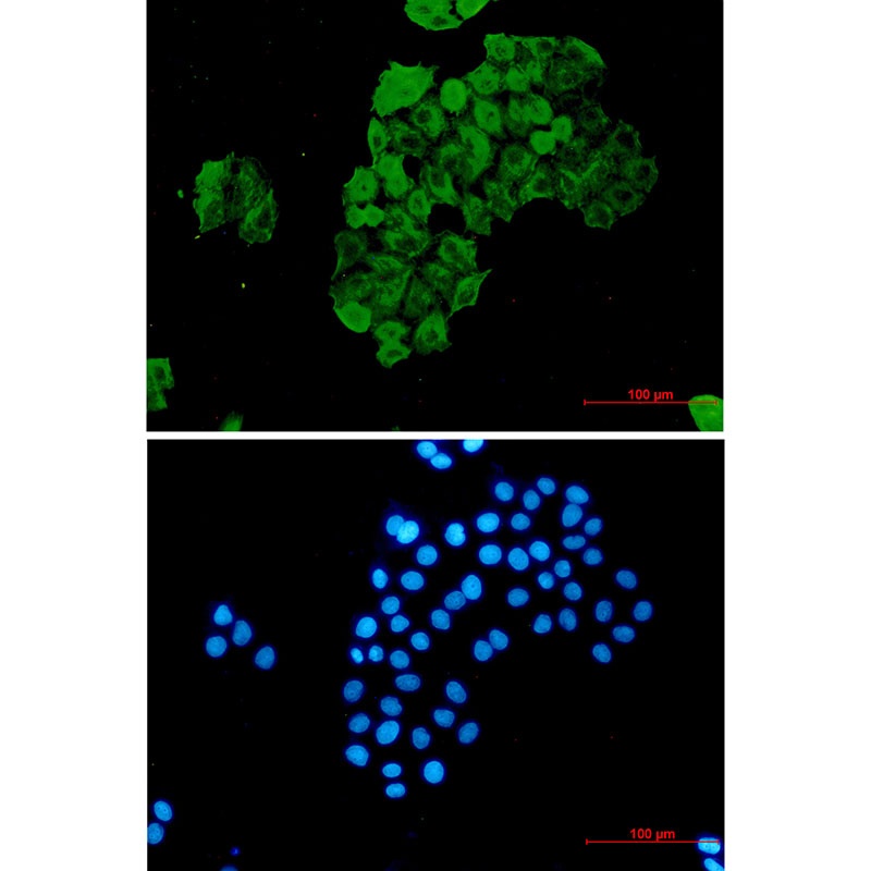 FKBP4 Antibody