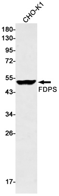 FDPS/FPS Rabbit Monoclonal Antibody