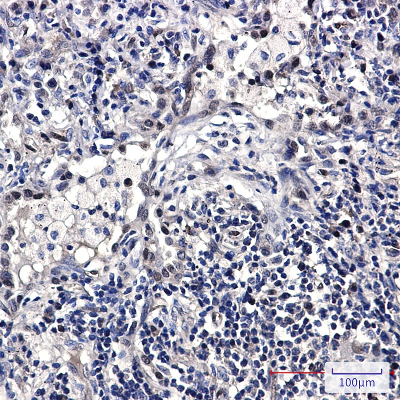 FDPS/FPS Rabbit Monoclonal Antibody