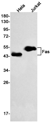 FAS Antibody