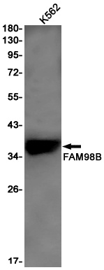 FAM98B Antibody