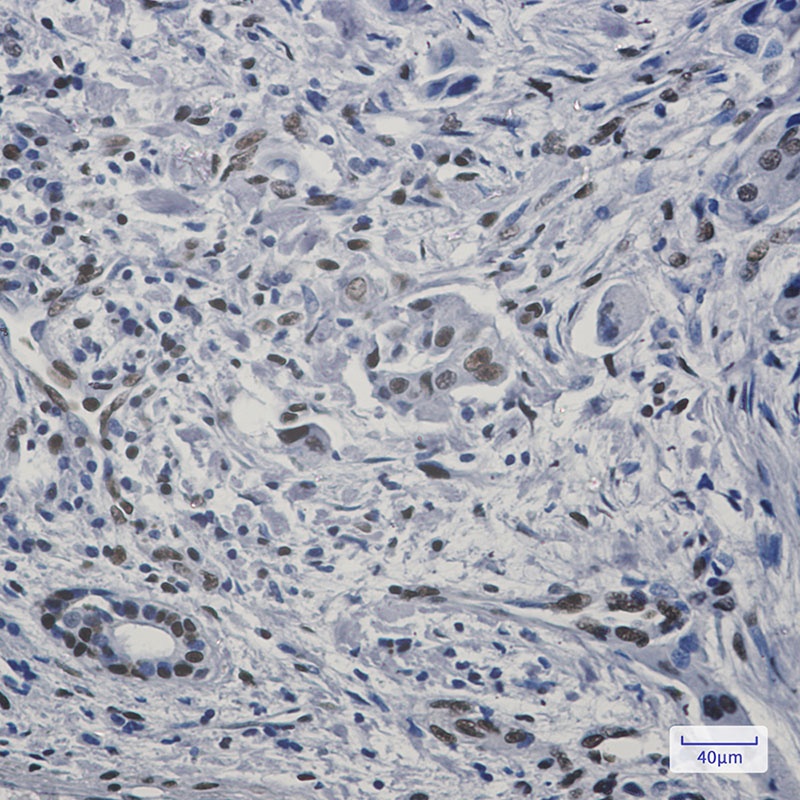 FAM98B Antibody