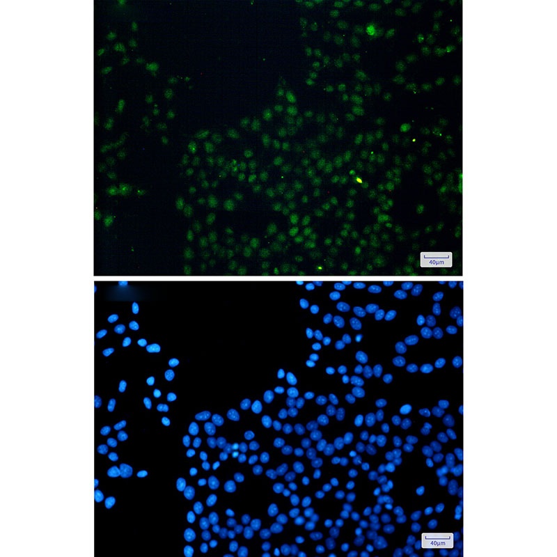 FAM98B Antibody