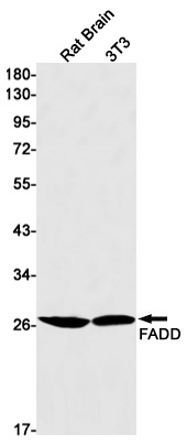 FADD Antibody