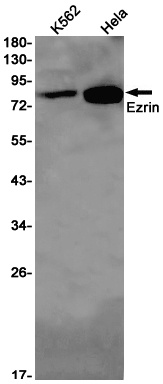 EZR Antibody