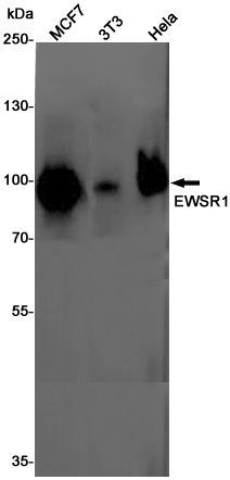 EWSR1 Rabbit Monoclonal Antibody