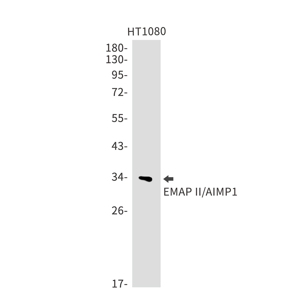 AIMP1 Antibody