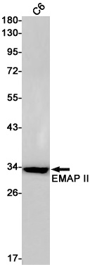 AIMP1 Antibody