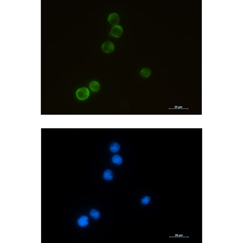 ELMO1 Antibody