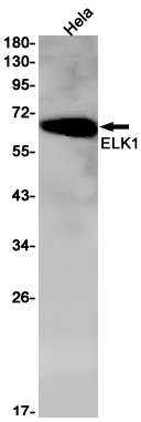ELK1 Antibody